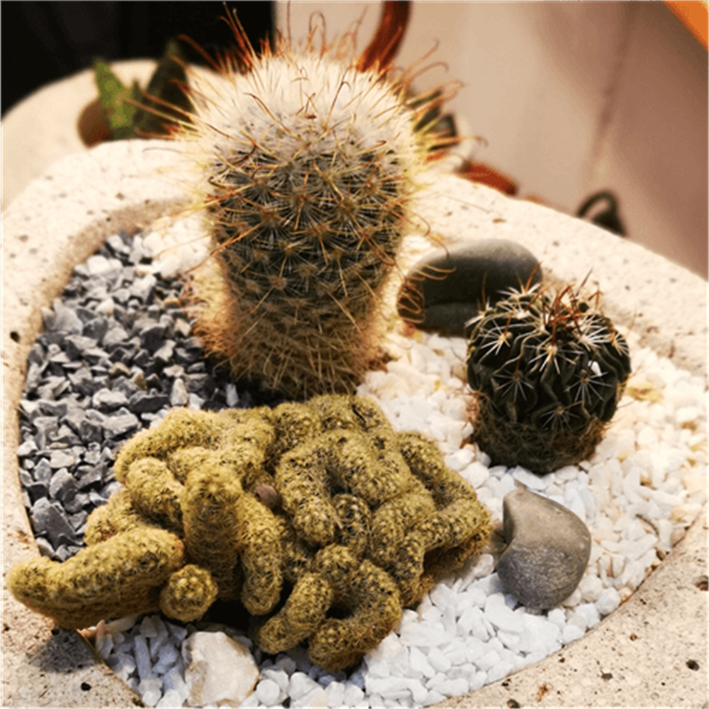 Aranžman kaktusi u trouglastoj saksiji