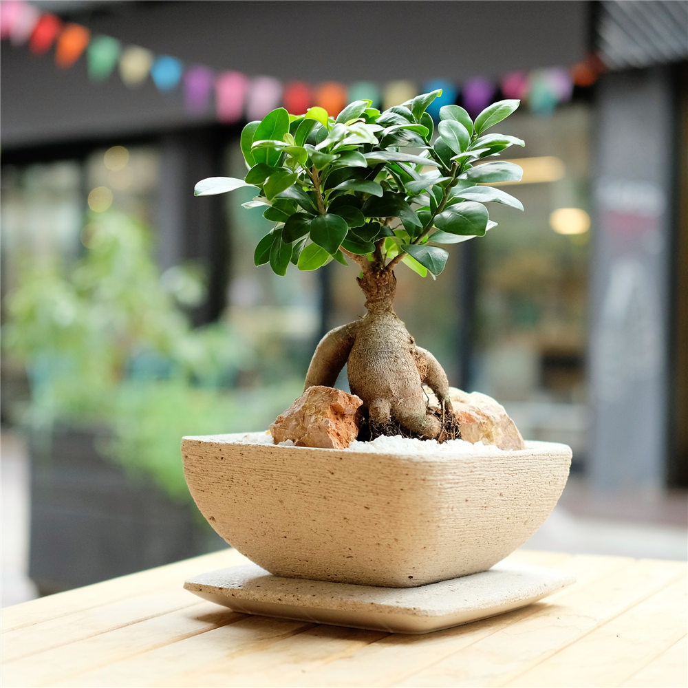 Aranžman Bonsai Ficus Ginseng u Kocki