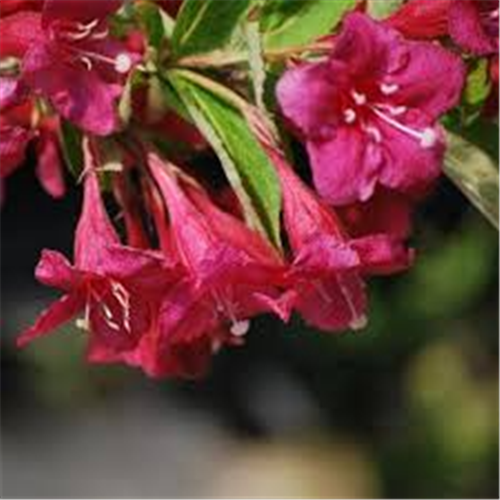 Weigela red ruby, Vajgela fi17