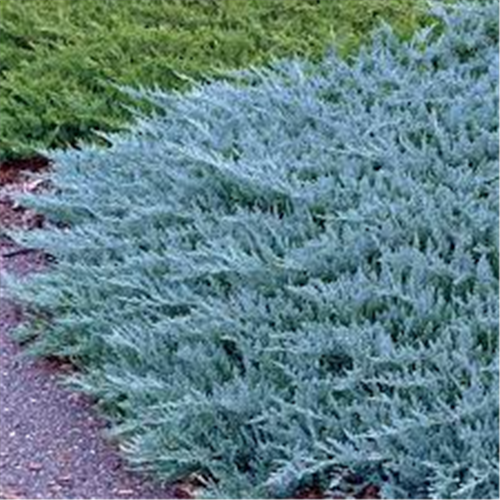 Juniperus horizontalis 'Blue Chip'