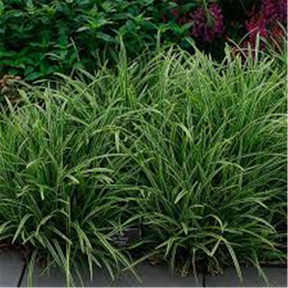 Carex 'Green'