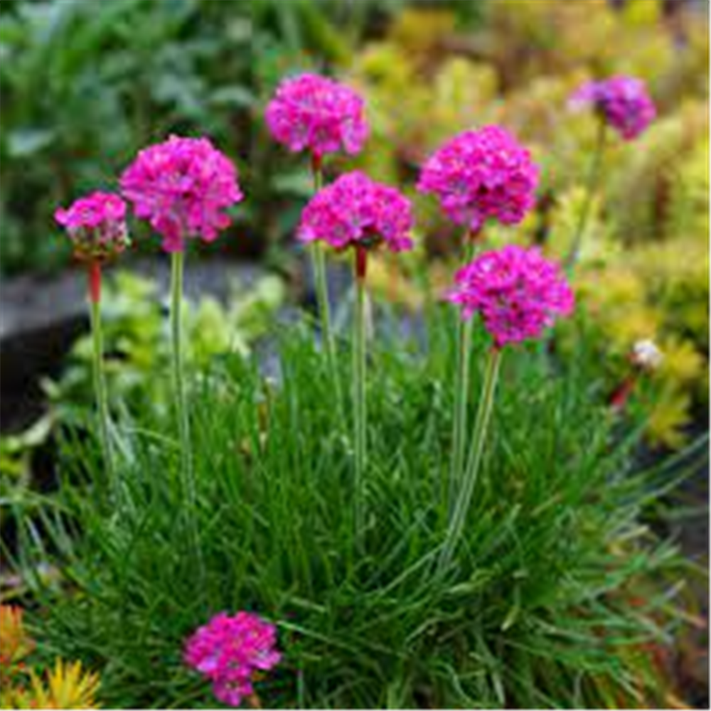 Armeria maritima 'Pink