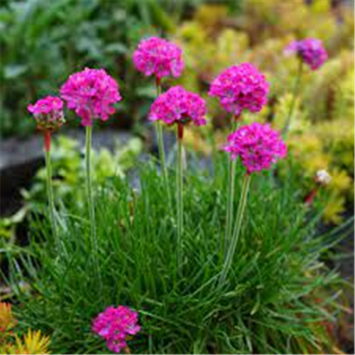 Armeria maritima 'Pink