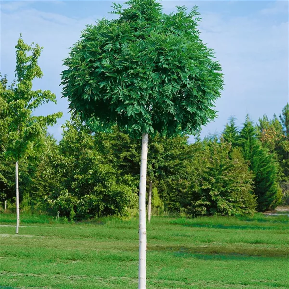 Fraxinus excelsior 'Globosa'