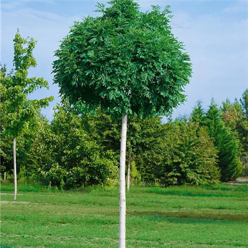 Fraxinus excelsior 'Globosa'