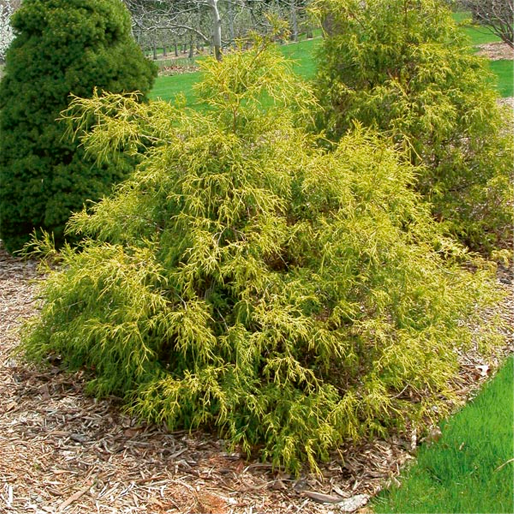 Chamaecyparis pisifera 'Filifera Aurea'