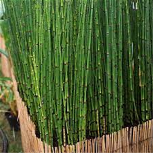 Equisetum japonicum