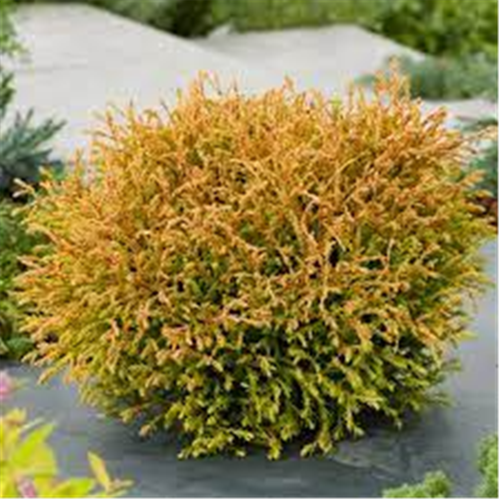 Thuja occidentalis 'Golden Tuffet'