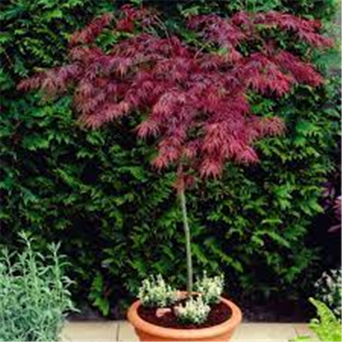 Acer Dissectum Pendulum