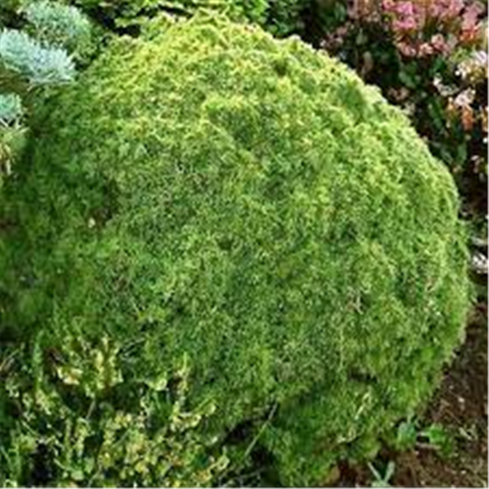 Picea glauca 'Alberta Globe'