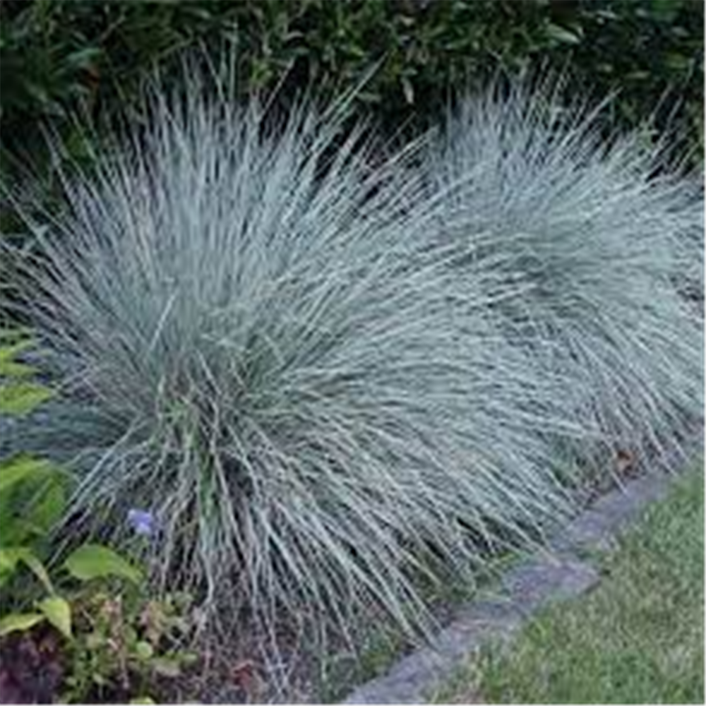 Avena sempervirens 'Glauca'