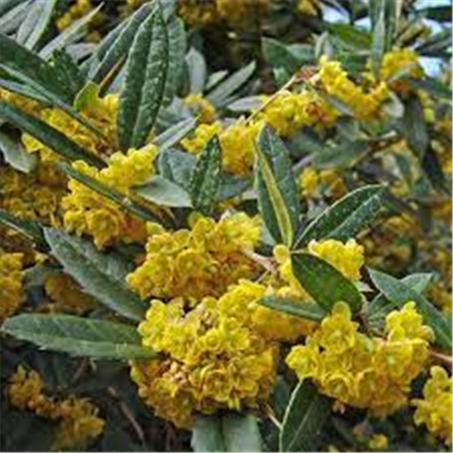 Berberis Juliana