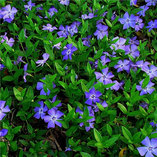 Vinca minor