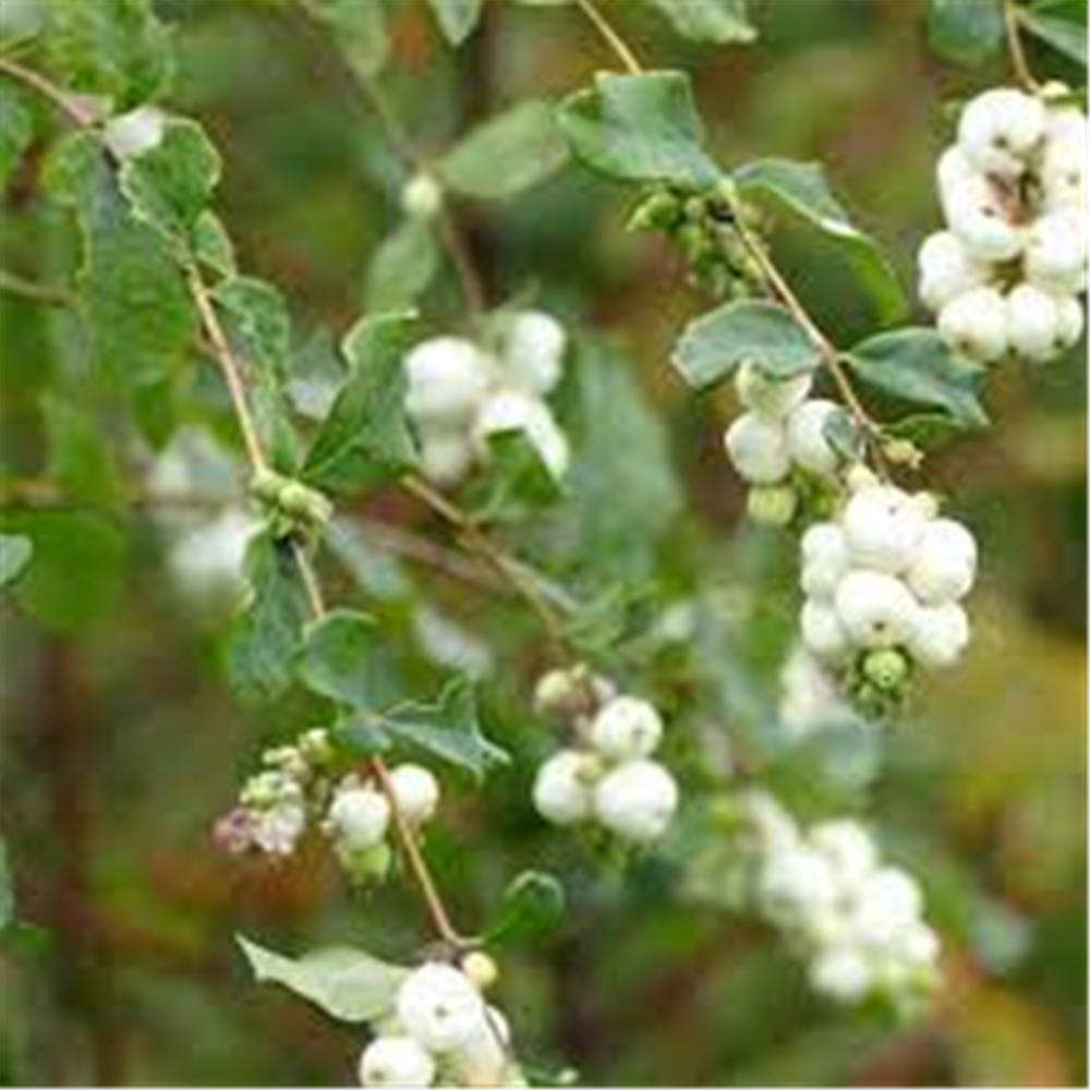 Symphoricarpos albus