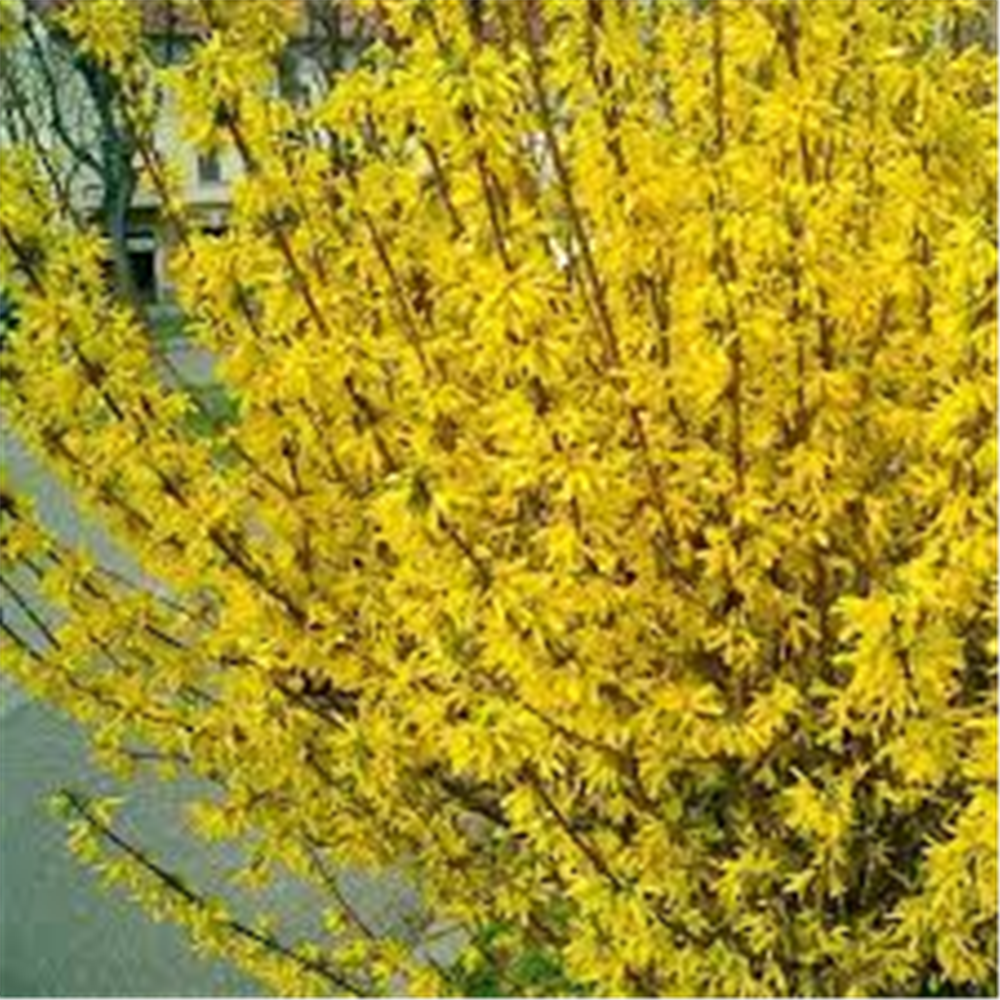 Forsythia Europaea