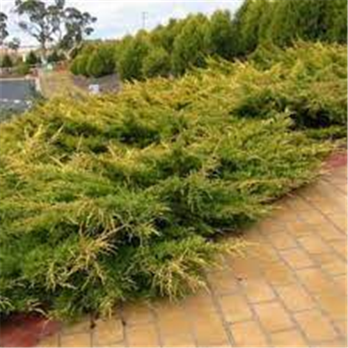 Juniperus pfitzeriana "Old Gold"