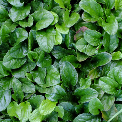 Ajuga reptans "Green"