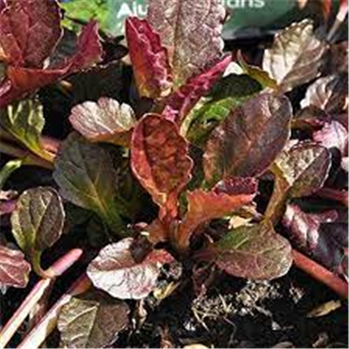 Ajuga reptans "Burgundy Glow"