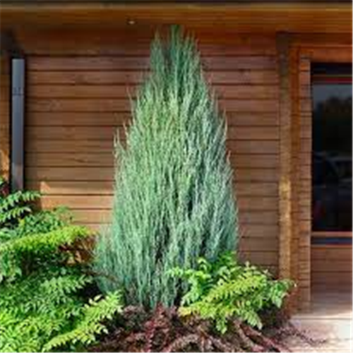 Juniperus scopulorum “Skyrocket”