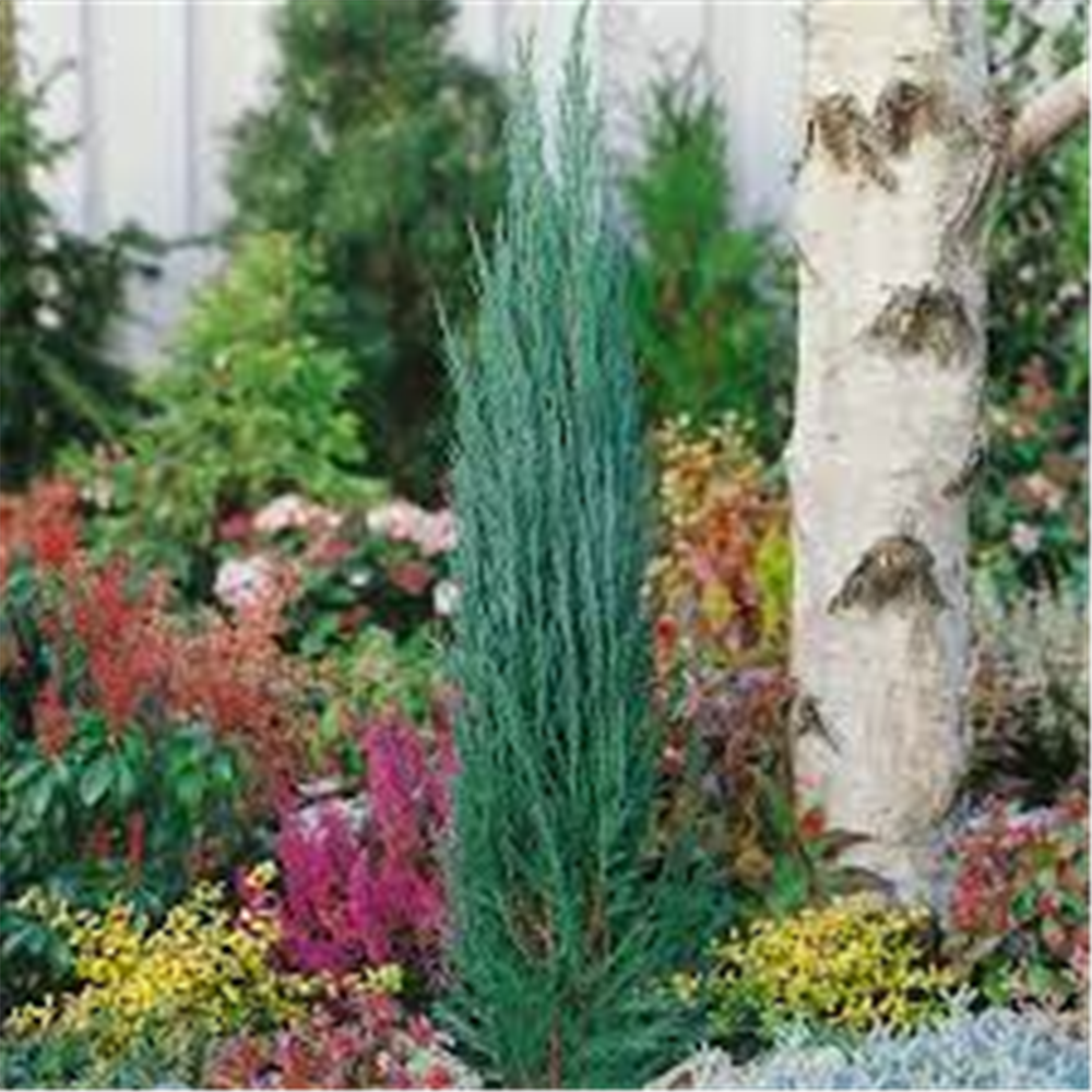 Juniperus scopulorum ‘Blue Arrow’