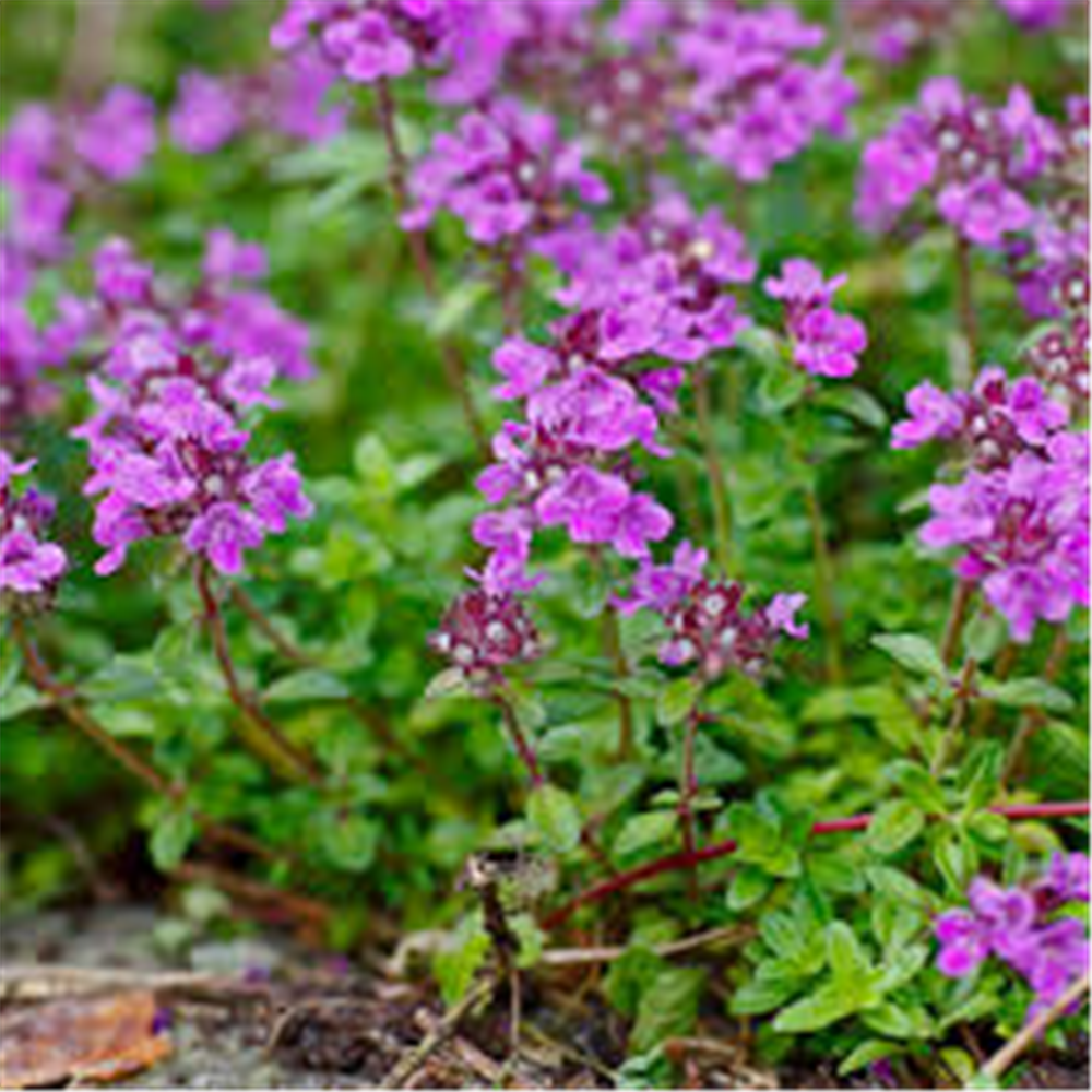 Thymus serpyllum, Majkina dušica