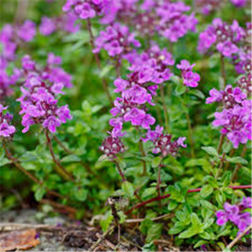 Thymus serpyllum, Majkina dušica