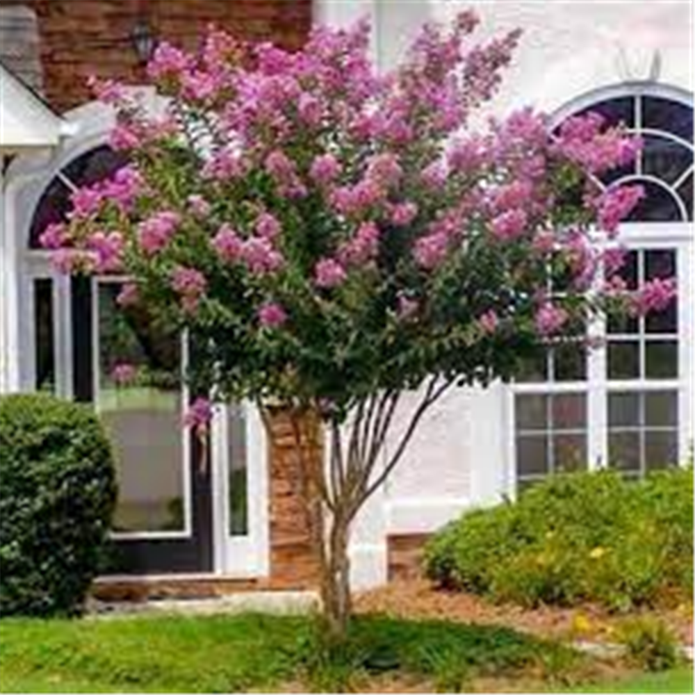 Lagerstroemia indica ' Violet Filli'