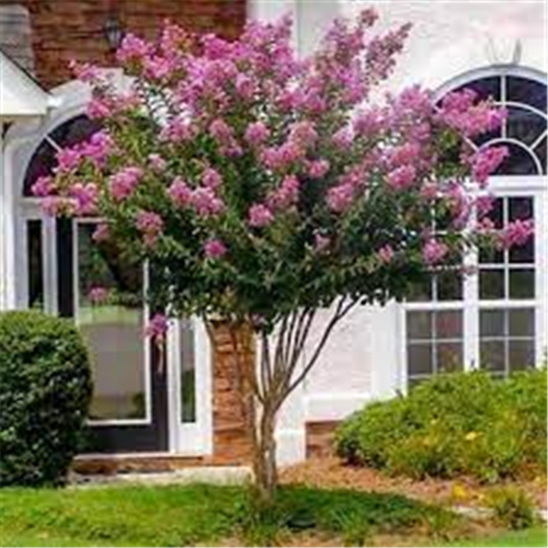 Lagerstroemia indica ' Violet Filli'