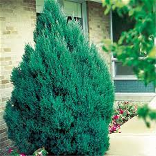 Juniperus chinensis 'Stricta'