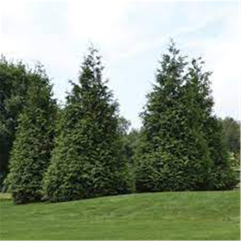 Thuja 'Green Giant'