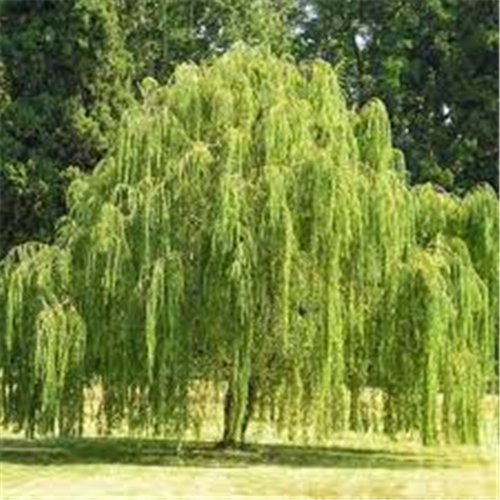 Salix babylonica