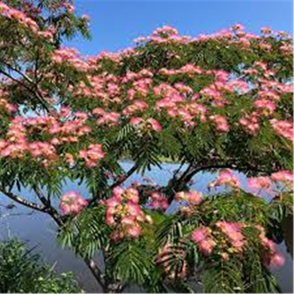 Albizia julibrissin