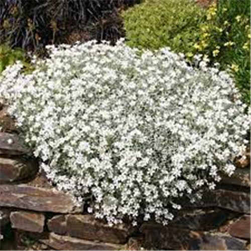 Cerastium tomentosum