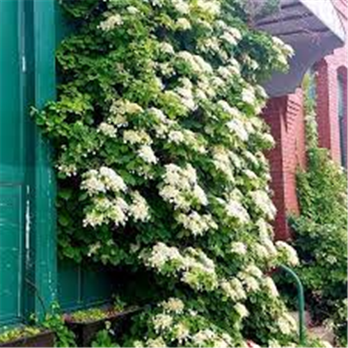 Hydrangea anomala "Petiolaris"