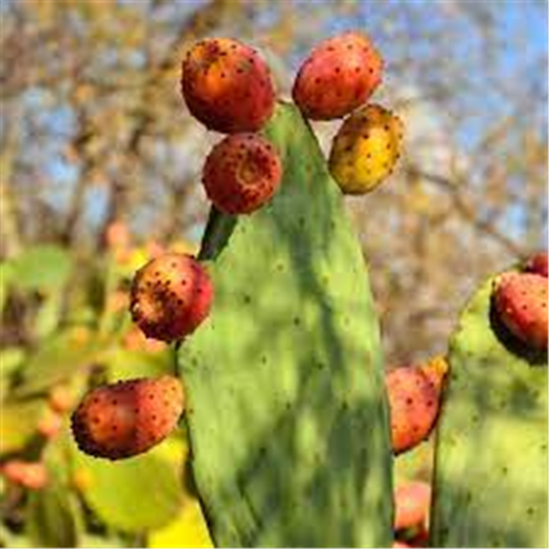 Opuntia ficus - indica