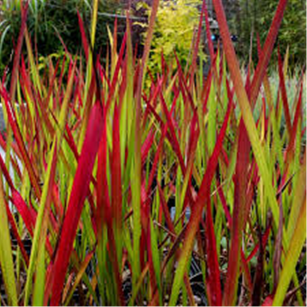 Imperata cylindrica Red Baron, Crvena ukrasna trava