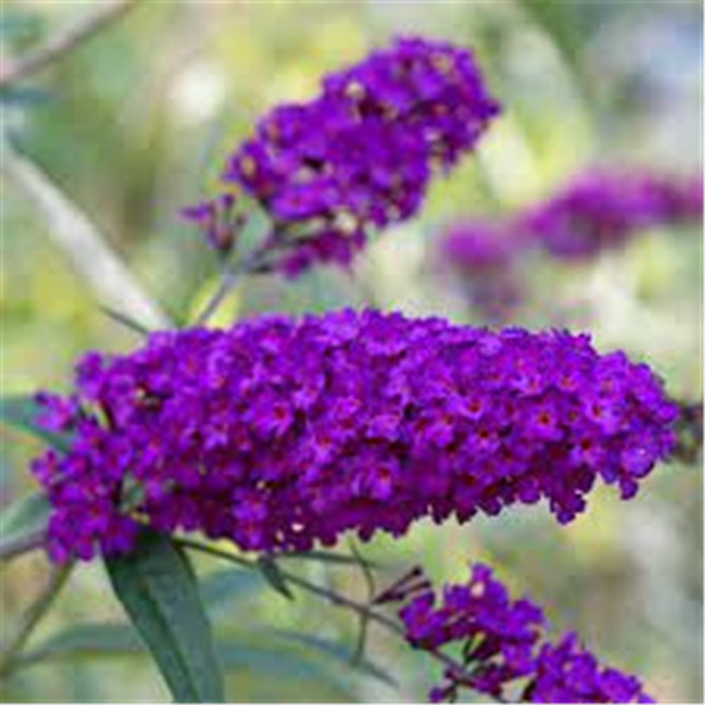 Buddleja davidii