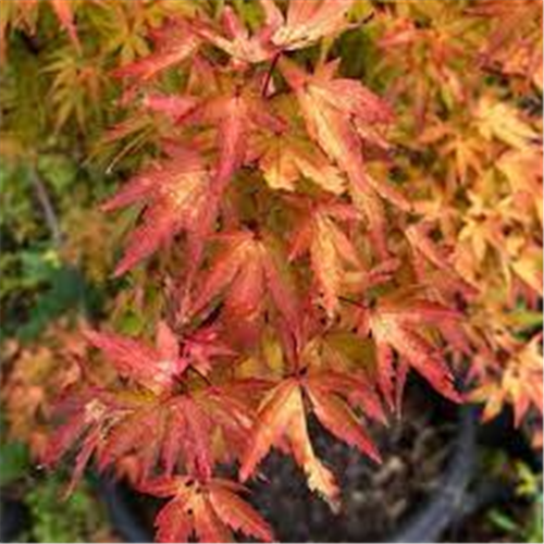 Acer palmatum "Sango Kaku"