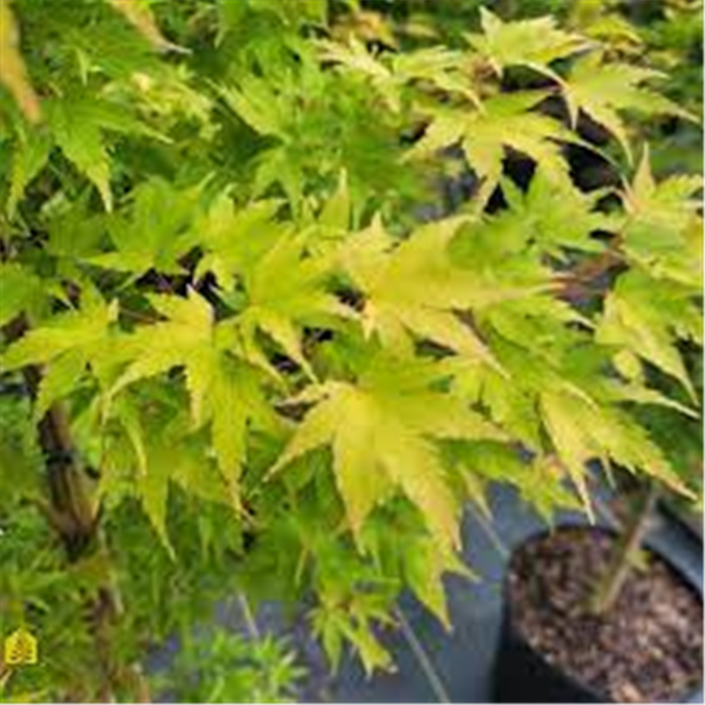 Acer palmatum "Sango Kaku"