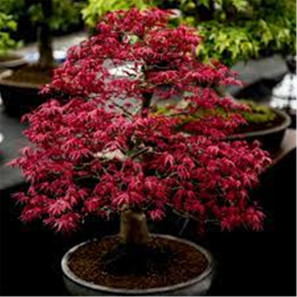 Acer palmatum "Atropurpureum"