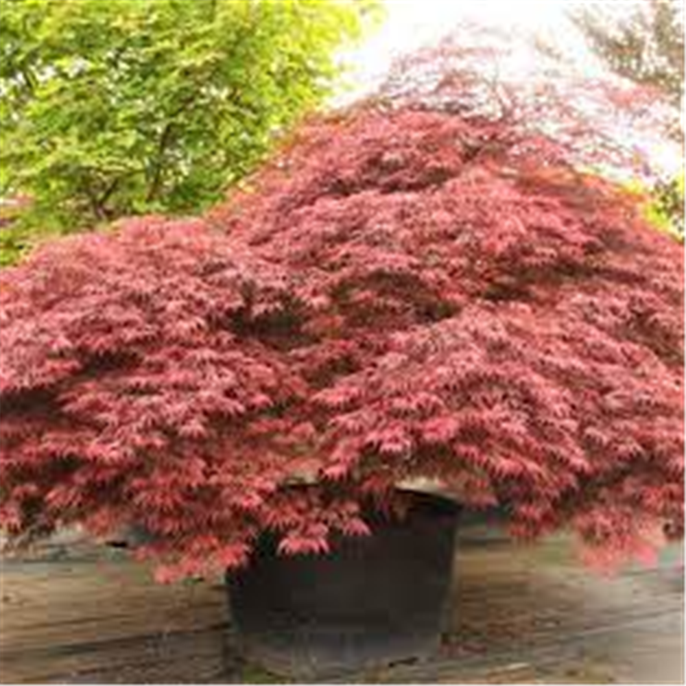 Acer palmatum "Atropurpureum Disectum"