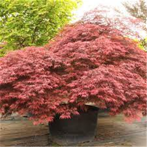 Acer palmatum "Atropurpureum Disectum"