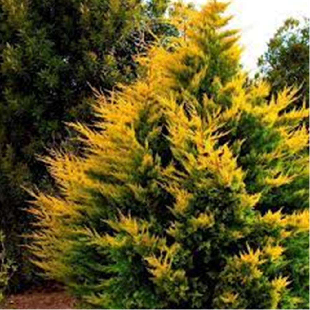 Cupressocyparis x leylandii “Gold Rider”