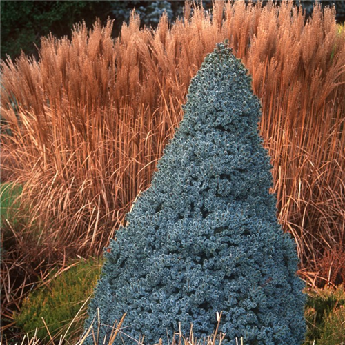 Picea glauca "Sanders Blue"