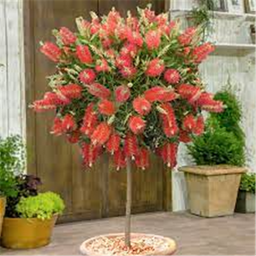 Callistemon red tree lollipop, Kalistemon lolipop