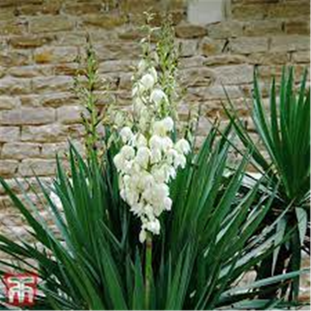 Yucca filamentosa