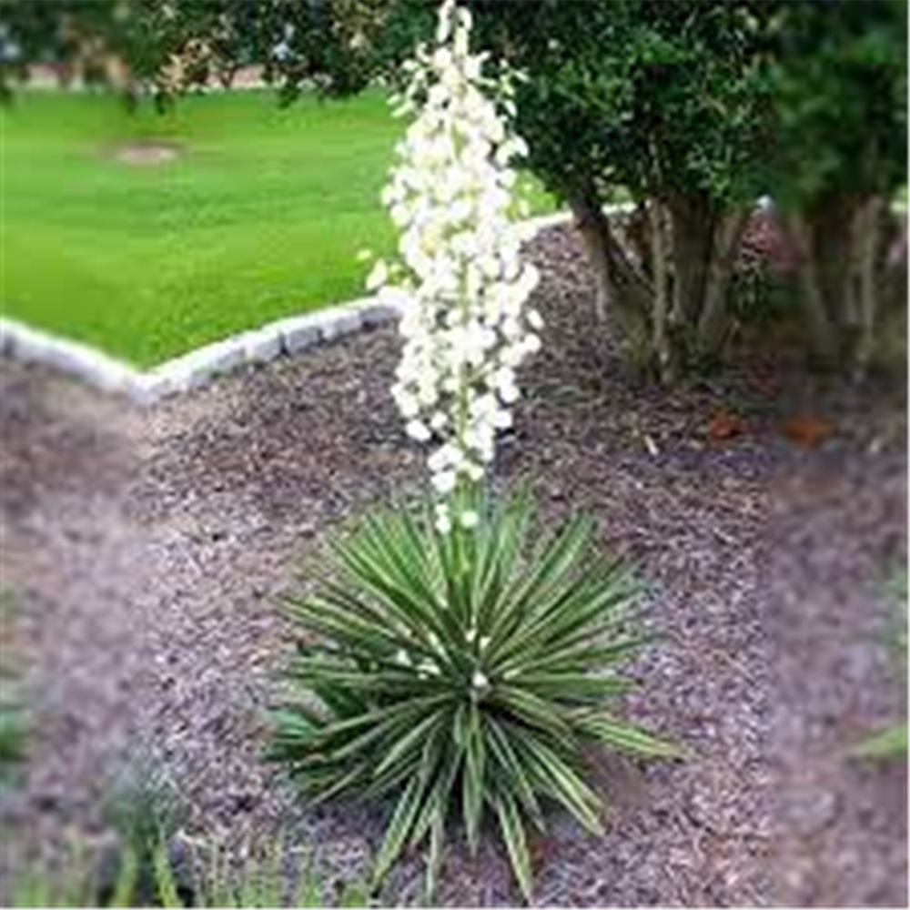 Yucca filamentosa