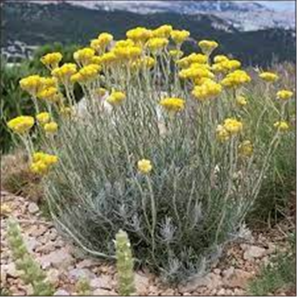 Helichrysum arenarium