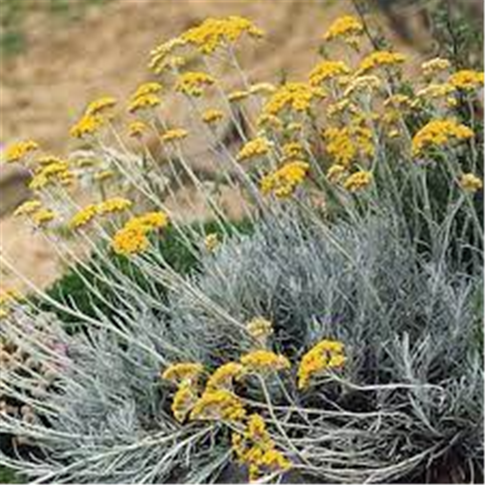 Helichrysum arenarium