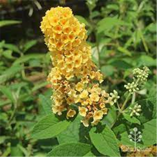 Buddleja davidii "Yellow"